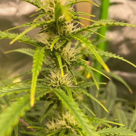 Strawberry Banana Auto by Fastbuds growlog timeline photo