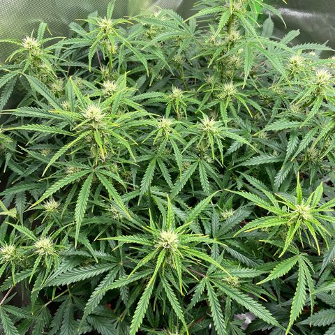 Strawberry Banana Auto by Fastbuds growlog timeline photo