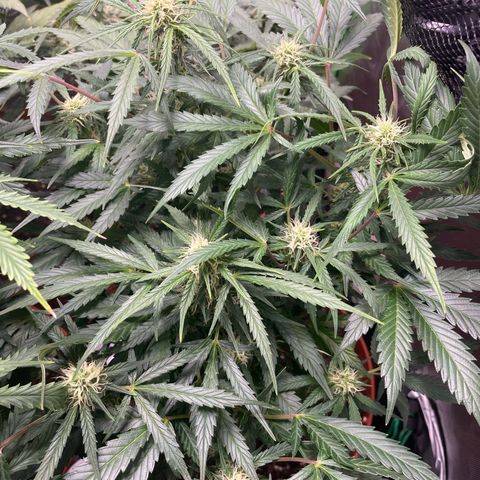 West Coast O.G. Auto by Fastbuds growlog timeline photo
