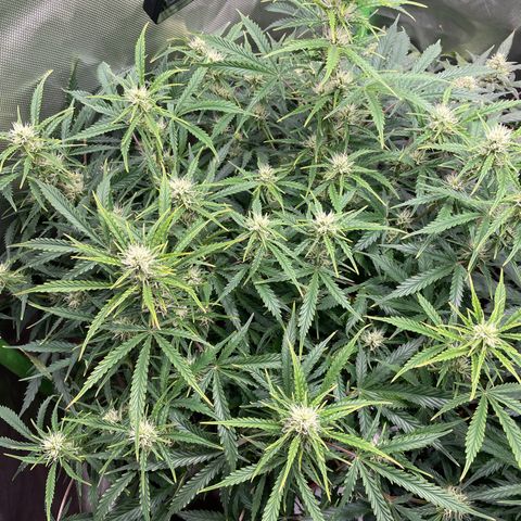 Strawberry Banana Auto by Fastbuds growlog timeline photo