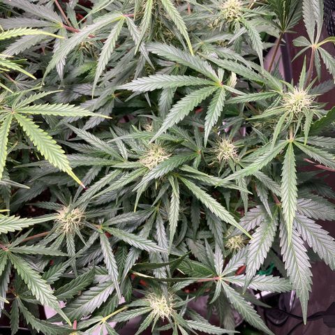 West Coast O.G. Auto by Fastbuds growlog timeline photo