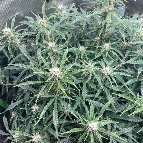 Strawberry Banana Auto by Fastbuds growlog timeline photo