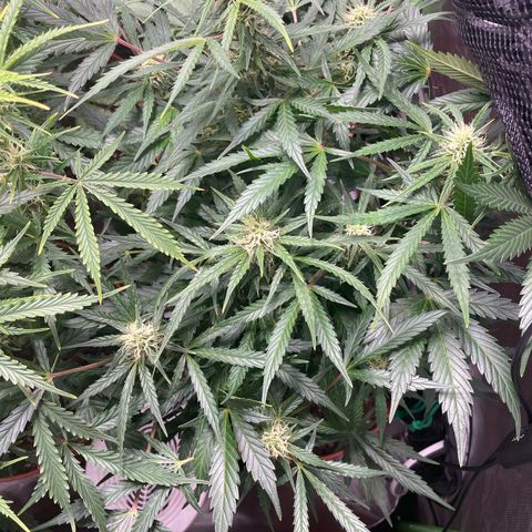 West Coast O.G. Auto by Fastbuds growlog timeline photo