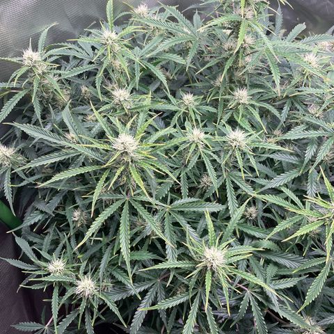 Strawberry Banana Auto by Fastbuds growlog timeline photo