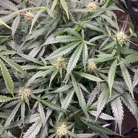 West Coast O.G. Auto by Fastbuds growlog timeline photo