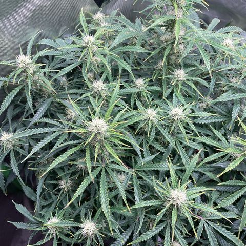 Strawberry Banana Auto by Fastbuds growlog timeline photo