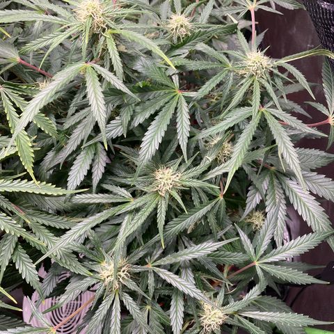 West Coast O.G. Auto by Fastbuds growlog timeline photo