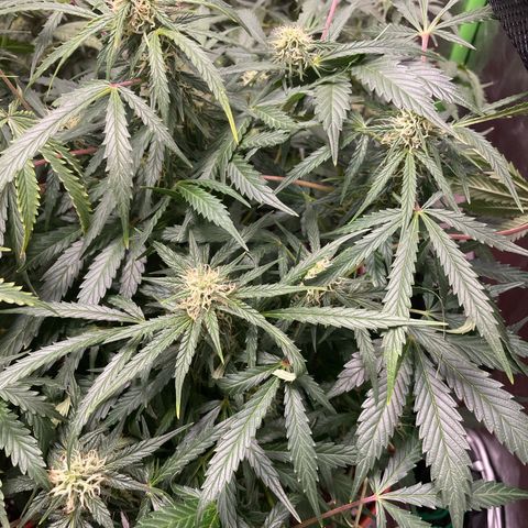 West Coast O.G. Auto by Fastbuds growlog timeline photo