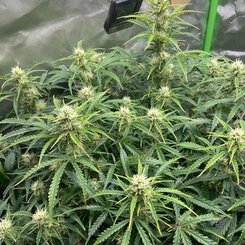 Strawberry Banana Auto by Fastbuds growlog timeline photo