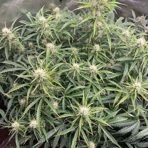 Strawberry Banana Auto by Fastbuds growlog timeline photo
