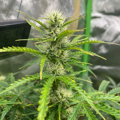 Strawberry Banana Auto by Fastbuds growlog timeline photo