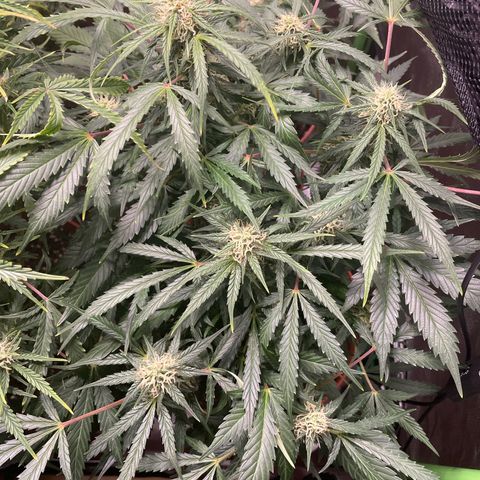West Coast O.G. Auto by Fastbuds growlog timeline photo