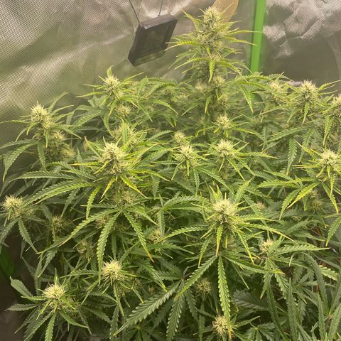 Strawberry Banana Auto by Fastbuds growlog timeline photo