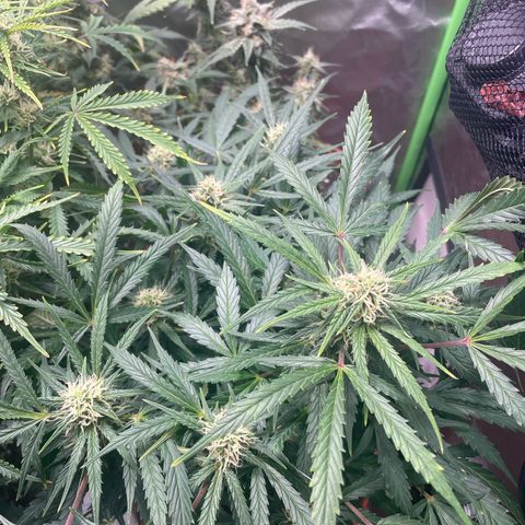 West Coast O.G. Auto by Fastbuds growlog timeline photo