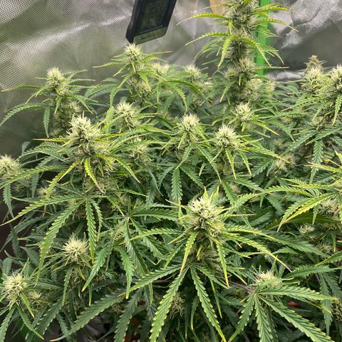 Strawberry Banana Auto by Fastbuds growlog timeline photo