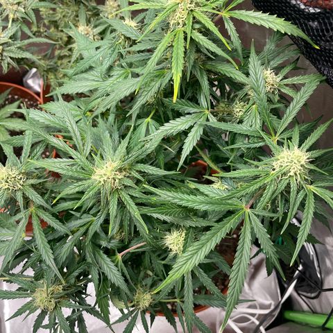 West Coast O.G. Auto by Fastbuds growlog timeline photo