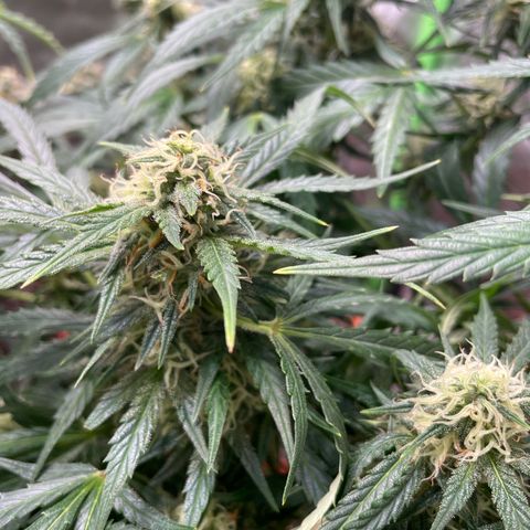 West Coast O.G. Auto by Fastbuds growlog timeline photo