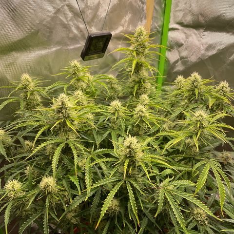 Strawberry Banana Auto by Fastbuds growlog timeline photo