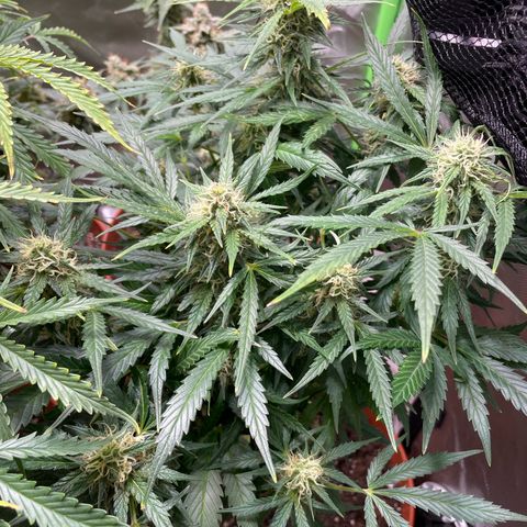 West Coast O.G. Auto by Fastbuds growlog timeline photo