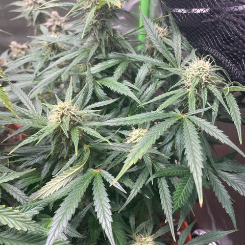 West Coast O.G. Auto by Fastbuds growlog timeline photo