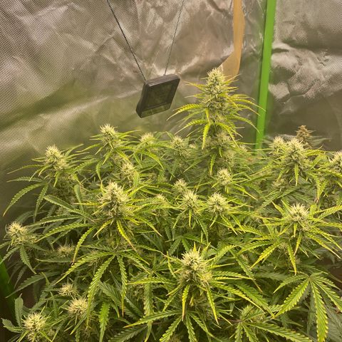 Strawberry Banana Auto by Fastbuds growlog timeline photo