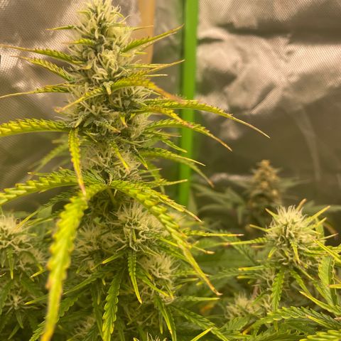 Strawberry Banana Auto by Fastbuds growlog timeline photo