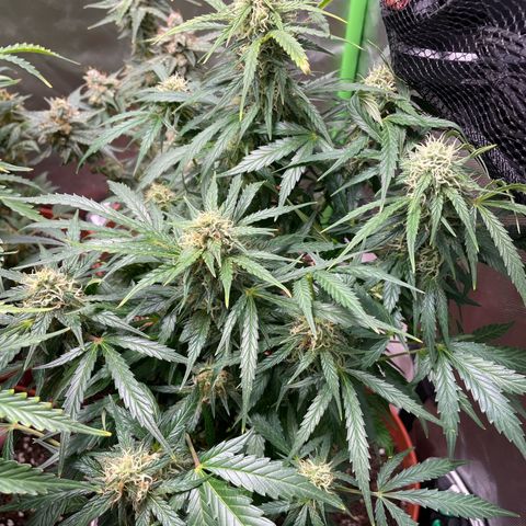 West Coast O.G. Auto by Fastbuds growlog timeline photo
