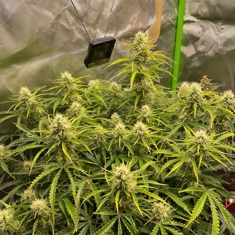 Strawberry Banana Auto by Fastbuds growlog timeline photo