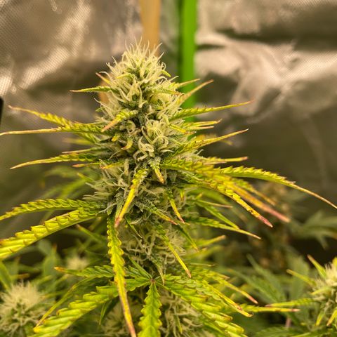 Strawberry Banana Auto by Fastbuds growlog timeline photo