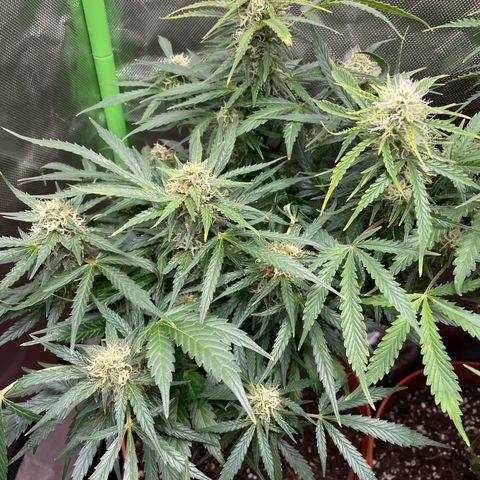 West Coast O.G. Auto by Fastbuds growlog timeline photo