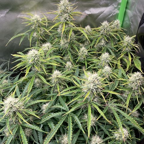 Strawberry Banana Auto by Fastbuds growlog timeline photo