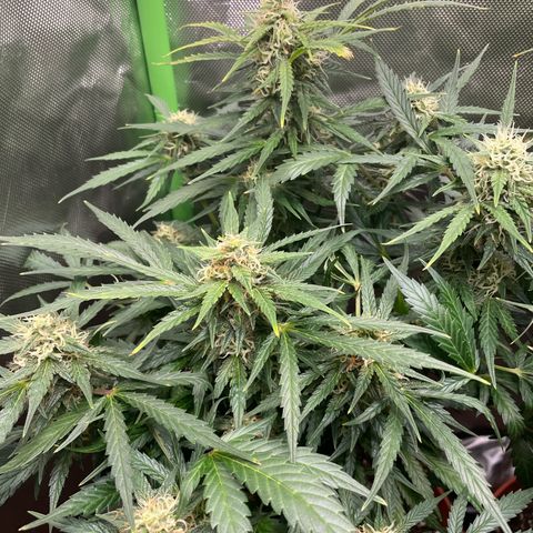 West Coast O.G. Auto by Fastbuds growlog timeline photo
