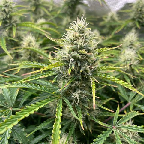 Strawberry Banana Auto by Fastbuds growlog timeline photo