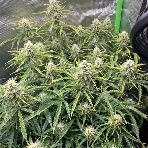 Strawberry Banana Auto by Fastbuds growlog timeline photo