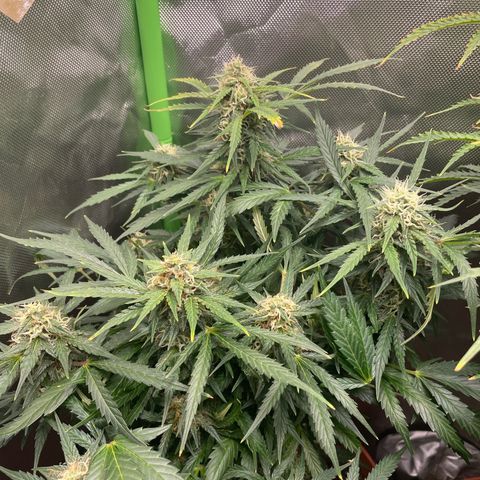 West Coast O.G. Auto by Fastbuds growlog timeline photo