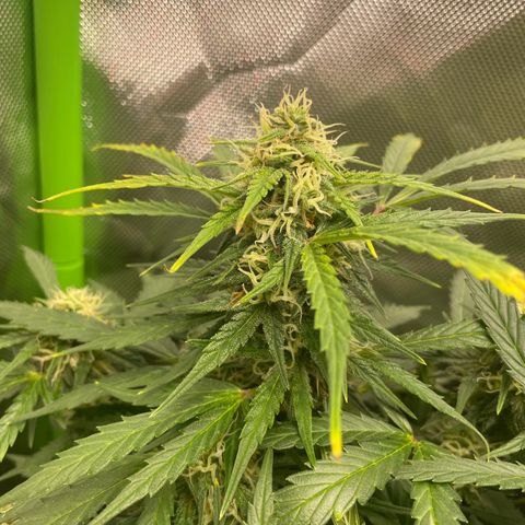 West Coast O.G. Auto by Fastbuds growlog timeline photo
