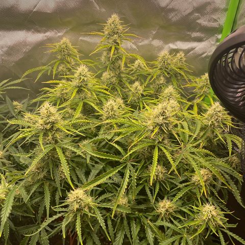 Strawberry Banana Auto by Fastbuds growlog timeline photo