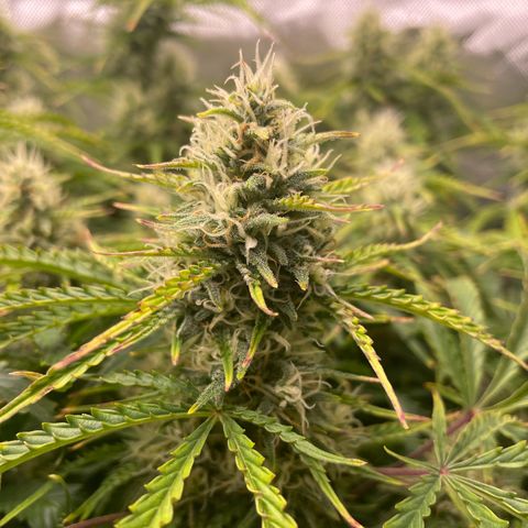 Strawberry Banana Auto by Fastbuds growlog timeline photo