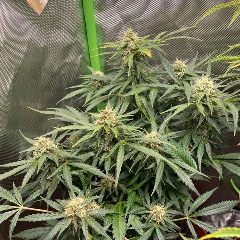 West Coast O.G. Auto by Fastbuds growlog timeline photo