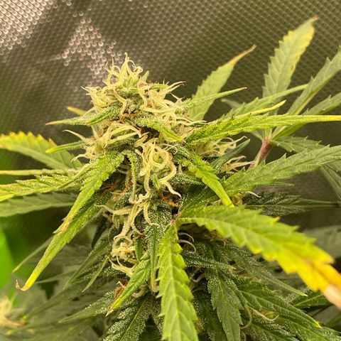 West Coast O.G. Auto by Fastbuds growlog timeline photo
