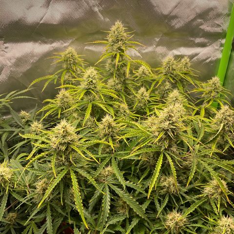 Strawberry Banana Auto by Fastbuds growlog timeline photo