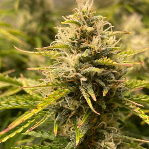 Strawberry Banana Auto by Fastbuds growlog timeline photo