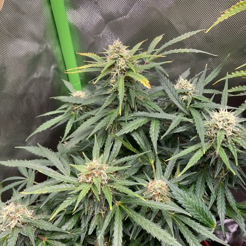 West Coast O.G. Auto by Fastbuds growlog timeline photo