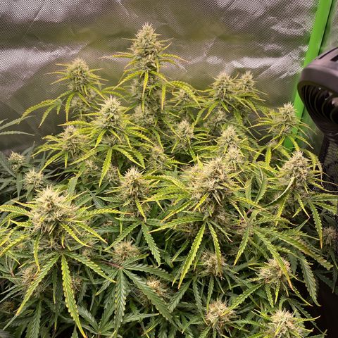Strawberry Banana Auto by Fastbuds growlog timeline photo