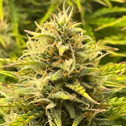 Strawberry Banana Auto by Fastbuds growlog timeline photo