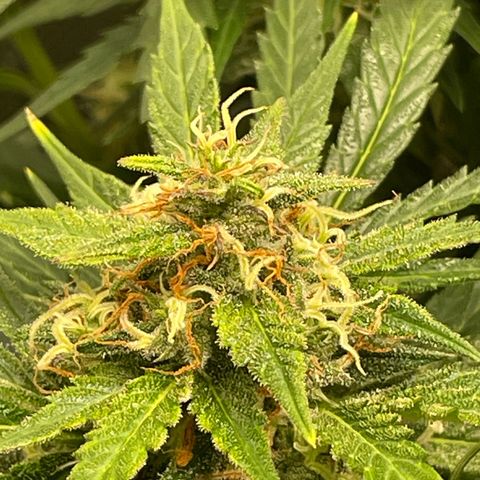 West Coast O.G. Auto by Fastbuds growlog timeline photo