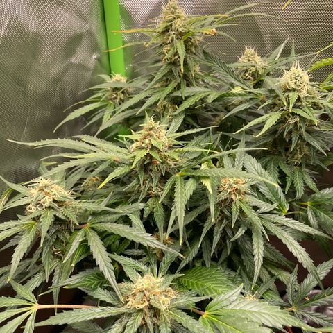 West Coast O.G. Auto by Fastbuds growlog timeline photo