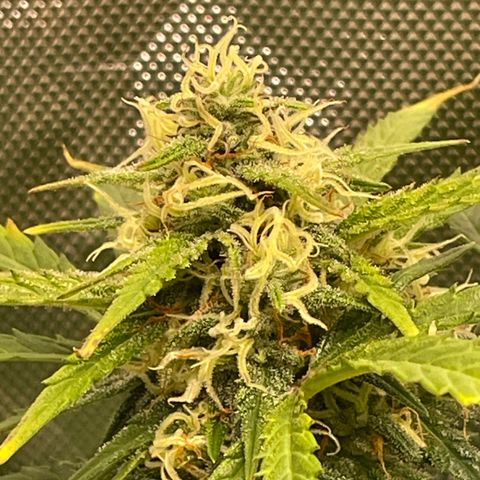 West Coast O.G. Auto by Fastbuds growlog timeline photo