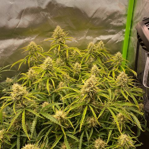 Strawberry Banana Auto by Fastbuds growlog timeline photo