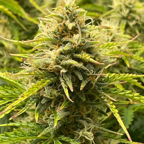 Strawberry Banana Auto by Fastbuds growlog timeline photo
